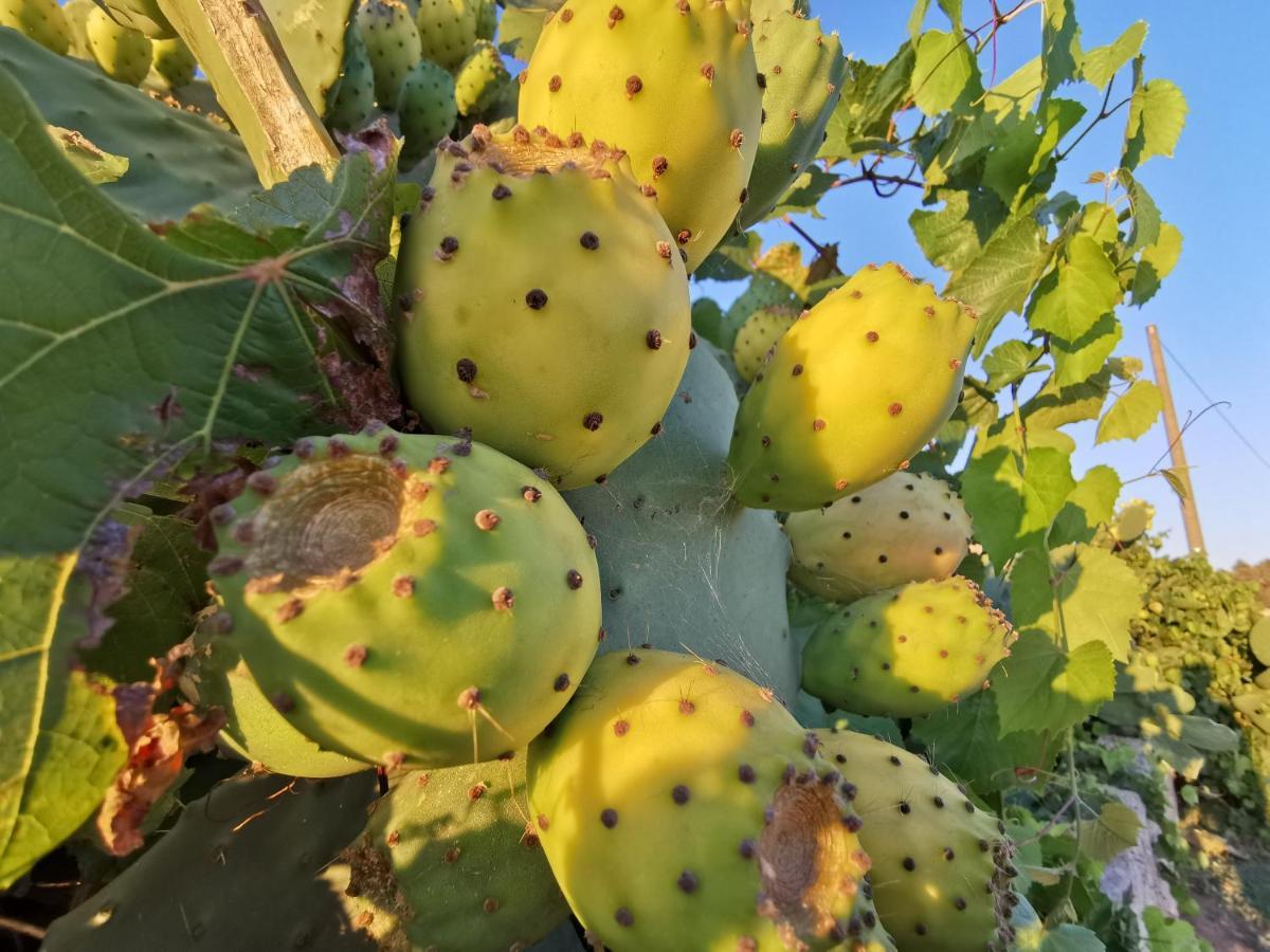 Antiche Macine Del Salento - Nel Cuore Del Salento Farm stay Salve